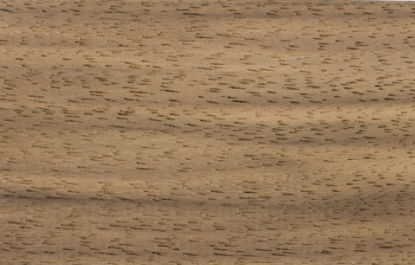 Closeup of Walnut wood sample